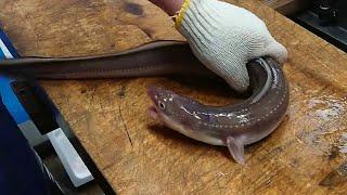 Adults Only  Japanese LIVE EEL Killing and Cleaning Skills