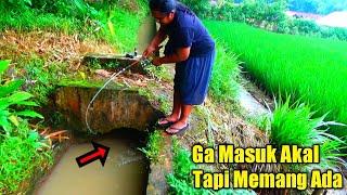 Seperti Keajaiban.. Gorong² Kecil Di Huni Puluhan Ikan Babon.. Auto Panen..