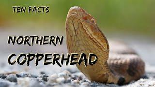 Ten Facts About a Misunderstood Snake The Northern Copperhead  Fascinatures Field Guide Series