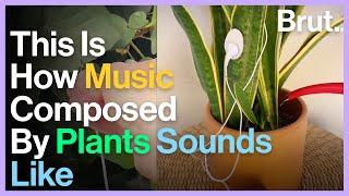 Artist Invents Device That Can Listen To Plant Music