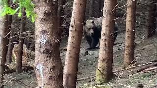 Întâlnire de gradul zero într-o pădure din Suceava