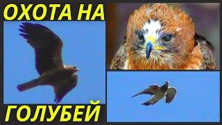 Порода голубей которую Хищник не берет⁉  Hawk and pigeons