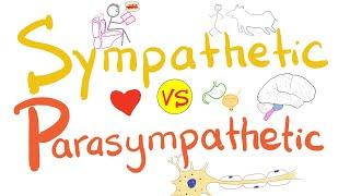 Sympathetic vs. Parasympathetic - Autonomic Nervous System ANS - Physiology