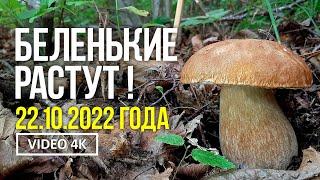 БЕЛЕНЬКИЕ РАСТУТ    22 октября  2022 года. Сбор белых грибов