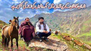 How is the life of Bakrwals in the mountains of Naran Kaghan 