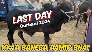 last day update qurbani 2024 Lahore cattle Mandi l Shapur kanjra Mandi Lahore