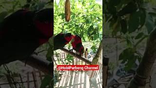 Sepasang Burung nuri kepala hitam berciuman #video #parrot #viral #birds #videoshort #burungnuri
