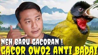 RECOMMENDED  GUDANGNYA BURUNG GACORAN TIADA DUANYA DAN TERPENTING RIIL GACOR