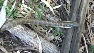 Mr Custard a Beautiful Tiger Snake