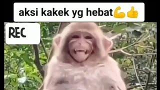 kumpulan video lucu bikin ngakak