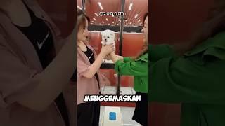 Wanita ini mendapatkan anjing yang di inginkannya... #faktaunik #halmenarik