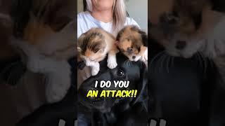 Labrador Meets Two Kittens