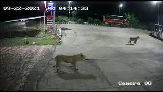 Lion Attack On Dogs Petrol Pump  Capture The Wild  Sasan Gir  Asiatic Lion  Dog Attack Lion