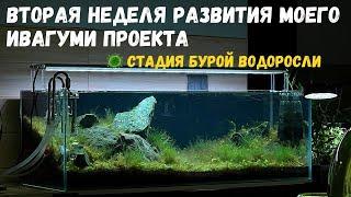 ВТОРАЯ НЕДЕЛЯ РАЗВИТИЯ МОЕГО 90см ИВАГУМИ  СТАДИЯ БУРОЙ ВОДОРОСЛИ 