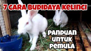 7 cara budidaya kelinci