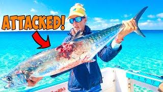 Kingfish Suck 