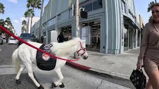 Lt. Rowdy visiting Rodeo Drive 7 of 13 92124