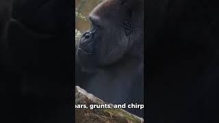 Amazing facts about Gorillas