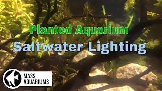 SALTWATER LIGHTING on a PLANTED AQUARIUM....BONUS All Aquarium Issues