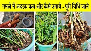 गमले में अदरक कब और कैसे उगाये?  Secret To Grow Tons Of Ginger In Container