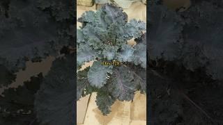 Growing Purple Kale from Seed to Harvest in Containers or Grow Bags