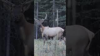 Craziest Archery Elk Shot