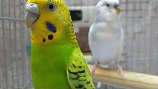 Periquito cantando.Para animar. Budgie sounds. parakeet. Wellensittich singen Muhabbet sesi bebek