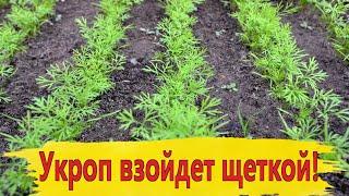 Укроп взойдет щеткой Посейте так укроп получите быстрые всходы