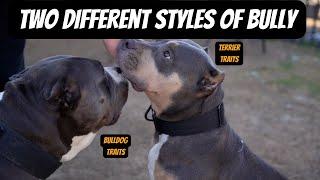 Two Different Styles of Bully