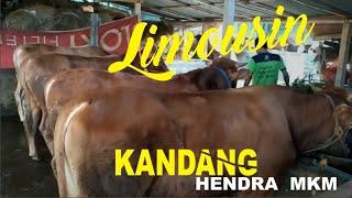 LIMOUSIN BARU DIKANDANG HENDRA MKM