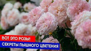 Вот это розы Секреты пышного цветения