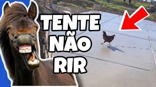 TENTE NÃO RIR OS MELHORES VÍDEOS DA INTERNET #tentenaorir #videosengraçados #comedia #tiktok #like