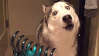 Funniest Husky Videos   Funny And Cute Dog Videos Compilation