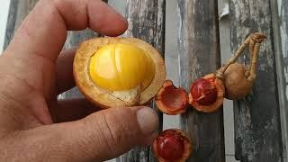 Super tasty Borneo endemic Tampoi Baccaurea edulis yellow B. deflexa red