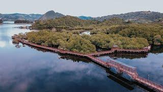 Wisata Mangrove Kota Jayapura Papua  Cinematic video