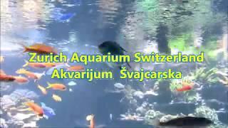 Another World   Zoo Zürich Aquarium