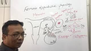 Female Reproductive physiologyMenstrual cycle and Ovarian Cycle