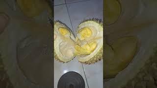 ternyata begini cara memilih buah durian yang bagus #kuliner #warung #videoshorts #makan #