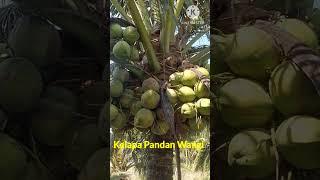 Kelapa Genjah Pandan Wangi Umur 10 Thn #viral #shorts @yosephyoutube123