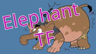 Elephant Transformation  Elephant TFTG