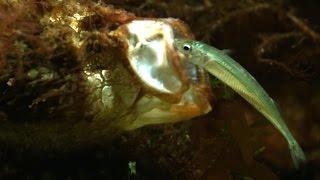 Extreme fishing - Fish that fishes with a rod and lure fused to its face