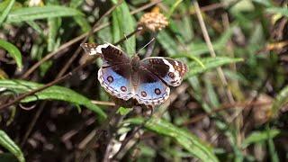 Blue Argus Junonia orithya