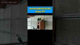 MUDAH & SIMPEL  mendongkrak birahi Lovebird tanpa EF #videoshorts #kicaugalaxy