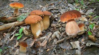 Mushroom Foraging - June 12th 2024 KING BOLETE