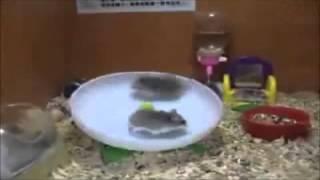 Hamster treadmill fail