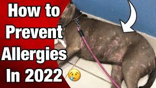 Best way to PREVENT Allergies for Pit bulls in 2022