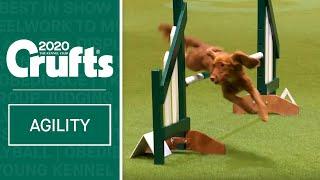 Agility - Championship Final  Crufts 2020