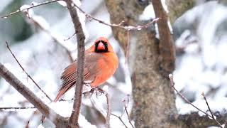 Cardinals in a snowstorm 4K