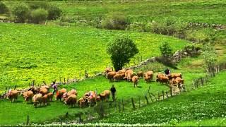 Salers Saint Nectaire Auvergne Cheese Making - Preview  Cheese Slices Documentary with Will Studd