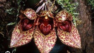 #украіна Обмін орхідеями #orchid